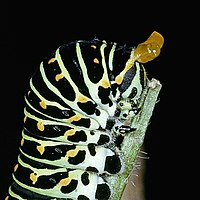 O omidă cu coadă de rândunică din Lumea Veche (Papilio machaon) care își arată osmeteriul.  