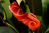 Inflorescencia de Anthurium scherzerianum con espata y espádice  