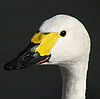 Účet za labuť Bewick  