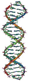 Model molekuly DNA.