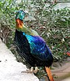 Bird: (Lophophorus)