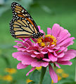 A monarch butterfly, with closed wings, feeding on nectar from a garden flower