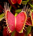The snap traps of the Venus flytrap offer a dummy flower to insects.