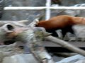 File:Red Panda National Zoo.ogv