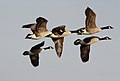 Canada geese