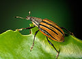 Weevil on green leaf with a bite taken out