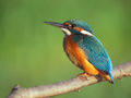 Kingfisher