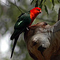 King parrot, Australia