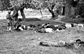 Greek civilians killed by Nazis (1941)