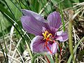 A saffron crocus flower