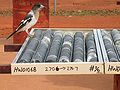 A young Butcher Bird is standing on a box of rock cores that have been drilled from underground.