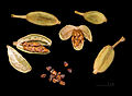 Green cardamom pods and seeds