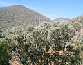 Eucalyptus forest in East Gippsland, Victoria. Mostly Eucalyptus albens (white box).