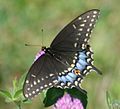 Black swallowtail