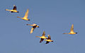 A flock of tundra swans fly in V-formation.