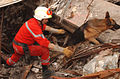 German Shepherd, used as search and rescue dogs in a collapsed building