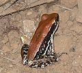 Brown, black, and white frog on soil