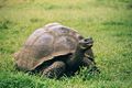 Galápagos tortoise