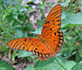 Gulf fritillary