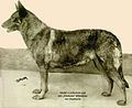 Horand von Grafrath - the first German Shepherd Dog