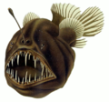 Anglerfish. It tempts prey with the lure hanging above its head, like an angler's bait at the end of his line.