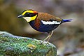 Malayan banded pitta