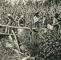 Workers on a Cuban sugar plantation