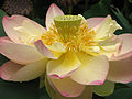 Nelumbonucifera Lotus (national flower)