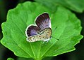 Pale grass blue