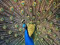 A peacock display