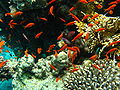 School of fish in coral reef