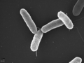 Microscopic image of rod-shaped bacteria