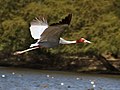 Provincial bird of Uttar Pradesh, the Sarus Crane