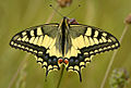 Papilio machaon