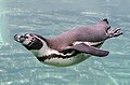 Penguin's flippers are good for swimming.