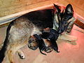 German Shepherd with her two-day-old puppies
