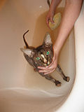 Sphynx beim Baden.