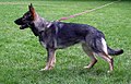 Grey variety of a German Shepherd