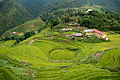 Terraced rice fields in Sa Pa