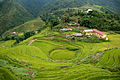 Terraced rice fields in Sa Pa