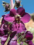 In Anatolia there are many endemic species of mullein, here: Verbascum wiedemannianum.
