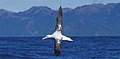 A wandering albatross can sleep while flying.