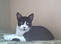Cat on Mat (εικόνα 1)