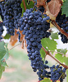 Las uvas son bayas