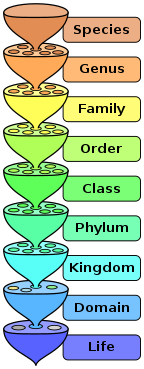 The hierarchy of scientific classification