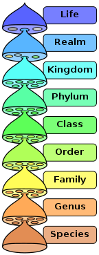 Hierarchia ważnych rang