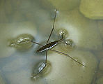 C. Water striders stay atop the liquid because of surface tension