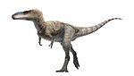 Alioramus  
