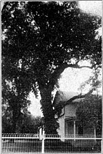 Stejarul Consiliului la Council Grove (1912)  