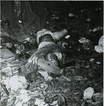 En død japansk soldat på Guadalcanal i januar 1943.  